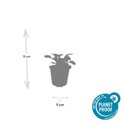 24x Ajuga reptans ‘Catlin’s Giant’ – Bodendecker mit violettem Laub &amp; Blüten – Höhe 10–25 cm – Ø 9 cm