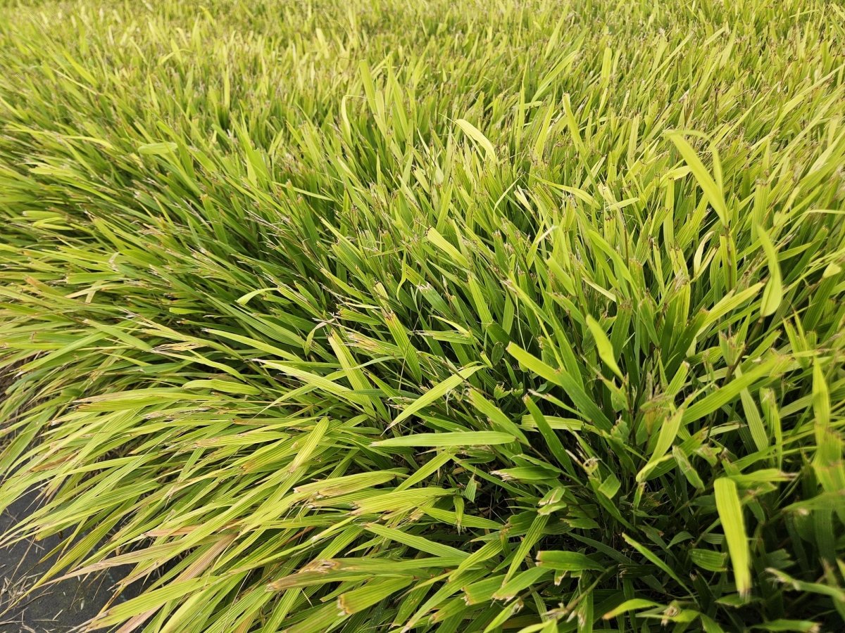 Japan - Zwergschilf | 24 Pflanzen – Ø9 cm Topf – Winterhart &amp; pflegeleicht - Wurzelwerk Design