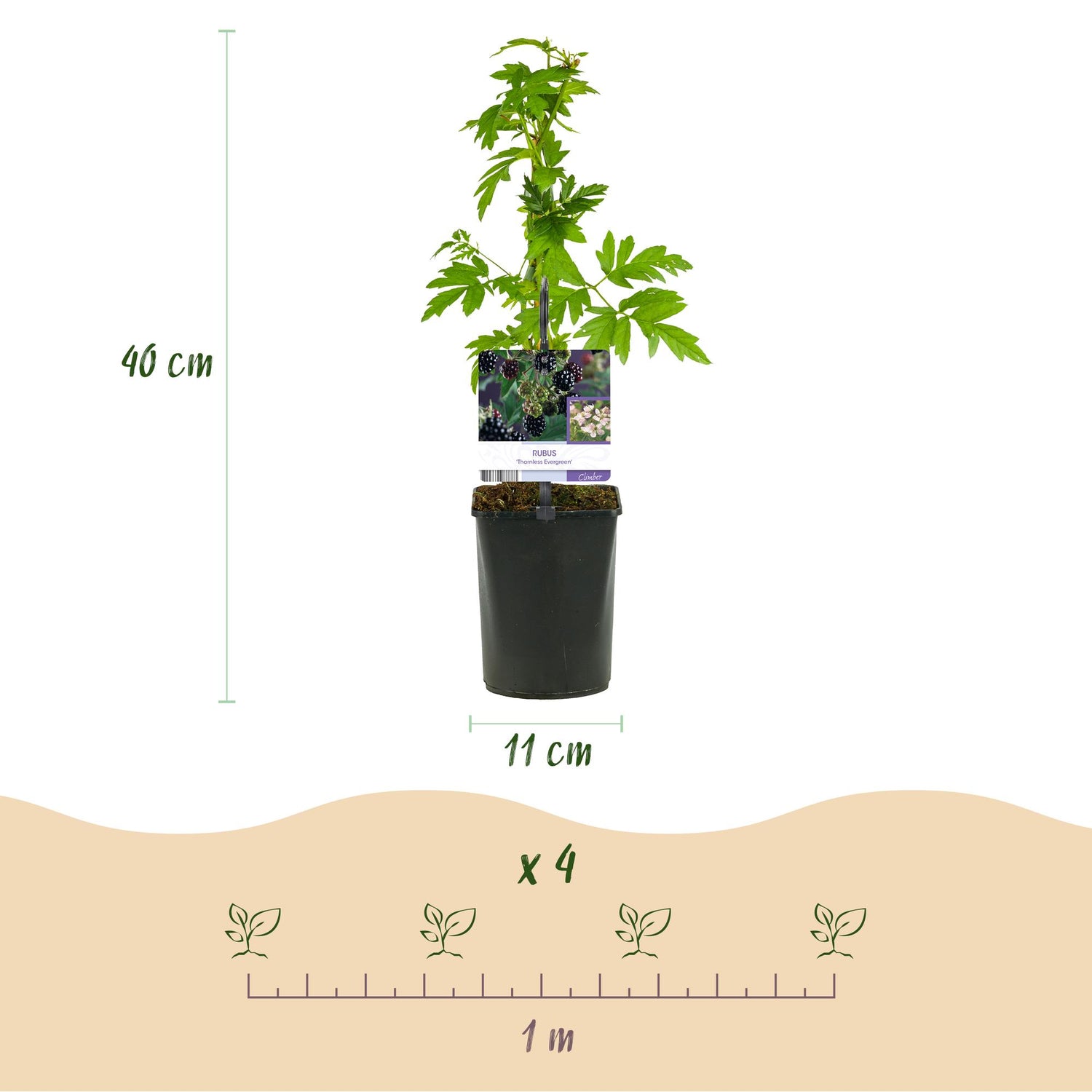 Brombeere - Rubus Thornfree Evergreen - Schwarze Brombeere - Dornlos - 2 Pflanzen - Topf 11cm Höhe 40cm