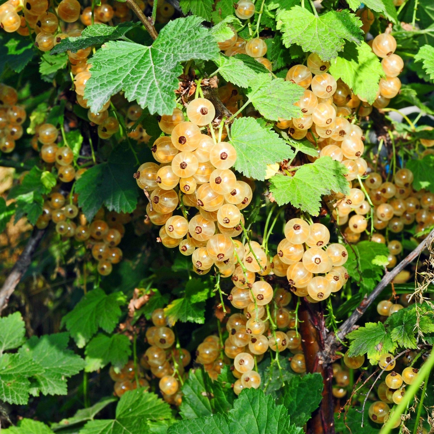 Zwei weiße Johannisbeer-Pflanzen Ribes rubrum &
