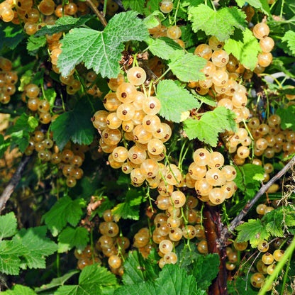 Zwei weiße Johannisbeer-Pflanzen Ribes rubrum &