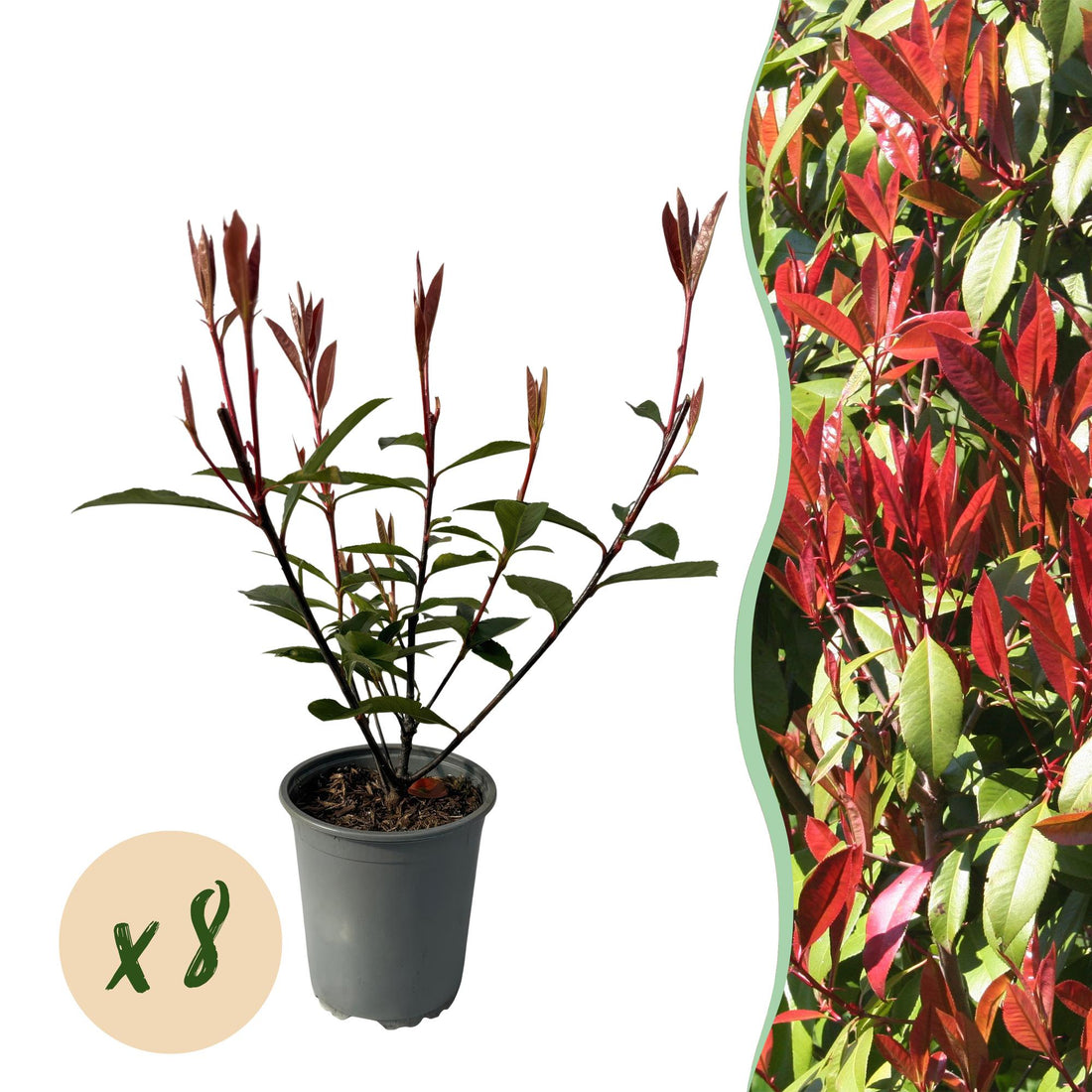 Grüne und rote Photinia fraseri Carre Rouge Heckenpflanzen von Everspring, 8 Pflanzen, Topf 9cm, immergrün, 30-35cm hoch