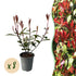 Grüne und rote Photinia fraseri Carre Rouge Heckenpflanzen von Everspring, 8 Pflanzen, Topf 9cm, immergrün, 30-35cm hoch