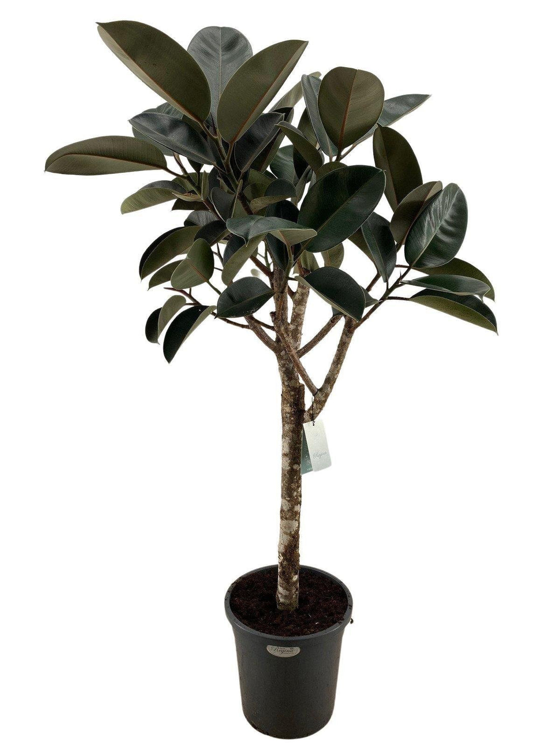 Burgunder Ficus elastica Everspring, 170 cm hohe Zimmerpflanze mit großen, dunkelroten Blättern, dekorativ und pflegeleicht.