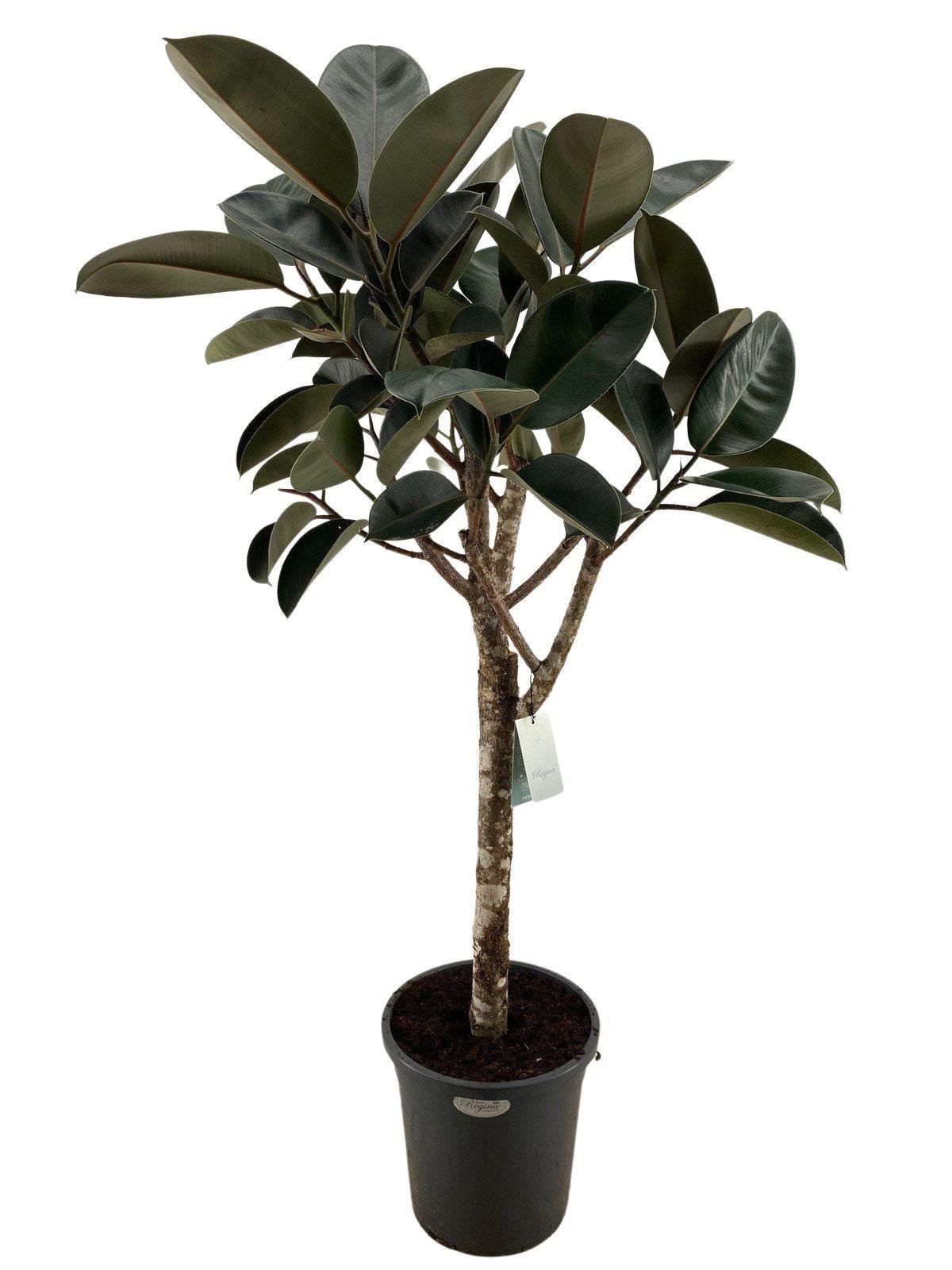 Burgunder Ficus elastica Everspring, 170 cm hohe Zimmerpflanze mit großen, dunkelroten Blättern, dekorativ und pflegeleicht.