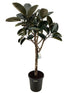 Burgunder Ficus elastica Everspring, 170 cm hohe Zimmerpflanze mit großen, dunkelroten Blättern, dekorativ und pflegeleicht.
