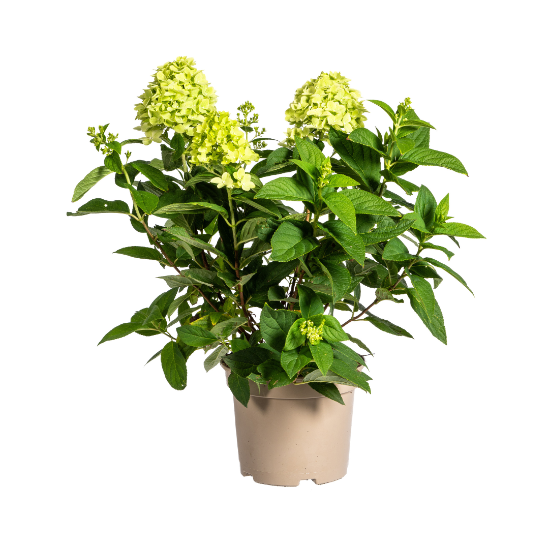 Rispenhortensie Hydrangea paniculata Limelight Ø19cm - ↕40 - 60cm