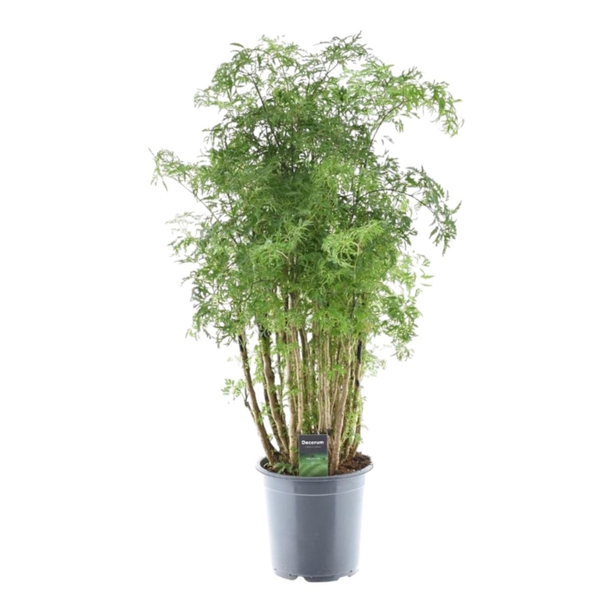 Polyscias Hawaiiana ‘Ming’ 90 cm | Exotische Aralie im Ø24 cm Topf – Immergrün &amp; Pflegeleicht - Wurzelwerk Design