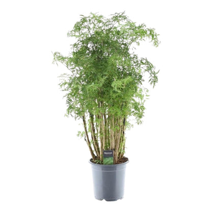 Polyscias Hawaiiana ‘Ming’ 90 cm | Exotische Aralie im Ø24 cm Topf – Immergrün &amp; Pflegeleicht - Wurzelwerk Design