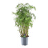 Polyscias Hawaiiana ‘Ming’ 90 cm | Exotische Aralie im Ø24 cm Topf – Immergrün & Pflegeleicht - Wurzelwerk Design