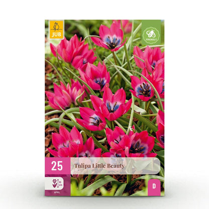 Blumenzwiebeln Tulpe Little Beauty | 25 Stück Dunkelrosa – Zwiebelgröße 6/7 – XXL Pack - Wurzelwerk Design