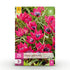 Blumenzwiebeln Tulpe Little Beauty | 25 Stück Dunkelrosa – Zwiebelgröße 6/7 – XXL Pack - Wurzelwerk Design