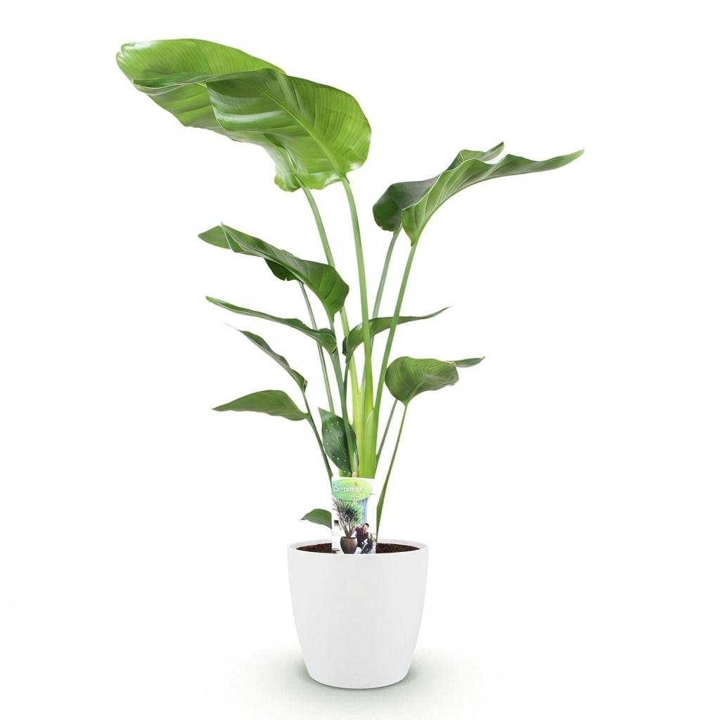 Strelitzia Nicolai Paradiesvogelblume, 110-120cm hohe Pflanze in weißem oder grauem Potter-Topf, Everspring.
