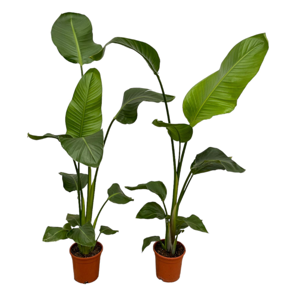 Zwei Everspring Strelitzia Nicolai Pflanzen, 100 cm hoch, mit großen grünen Blättern, in Töpfen mit Durchmesser 17 cm.