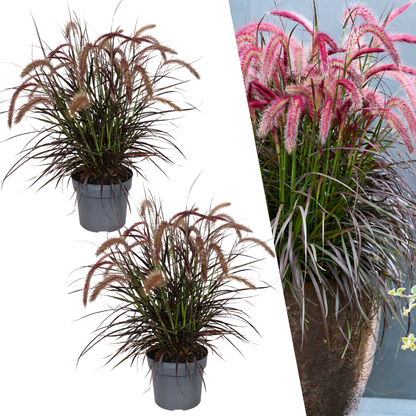 Pennisetum &