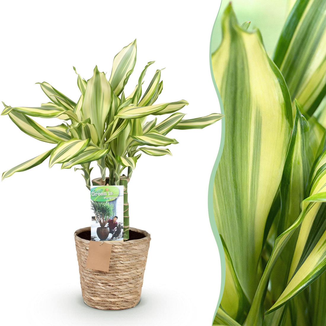 Everspring Dracaena fragrans Diamond Dream in Korb, ca. 50-55cm hoher Drachenbaum, grüne Blätter, Zimmerpflanze