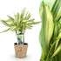 Everspring Dracaena fragrans Diamond Dream in Korb, ca. 50-55cm hoher Drachenbaum, grüne Blätter, Zimmerpflanze