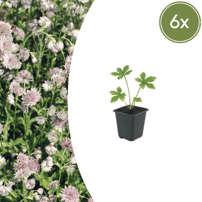 Sechs Astrantia major Pflanzen von Everspring, Höhe 10-25cm, Durchmesser 9cm, in der Miniaturansicht.