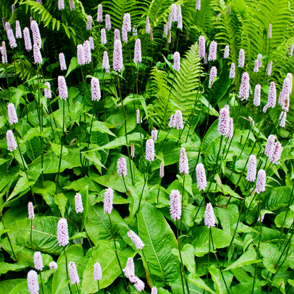 Sechs Persicaria &