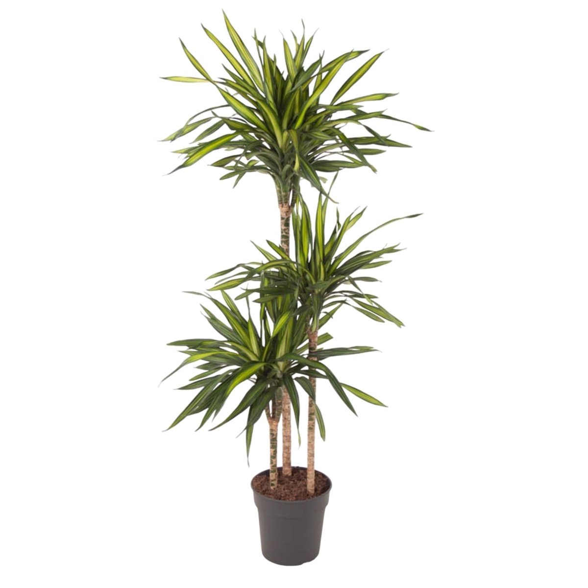 Dracaena Riki – Pflegeleicht &amp; luftreinigend - Wurzelwerk Design