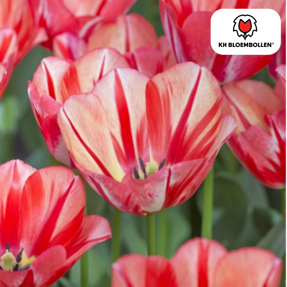 Frühjahr Tulpenzwiebeln von Everspring, 20er-Pack, frisch und bunt, zum Pflanzen im Garten oder Topf