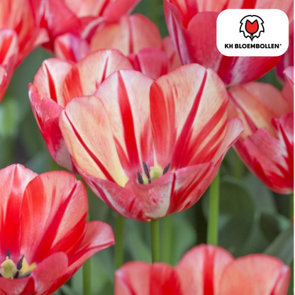 Frühjahr Tulpenzwiebeln von Everspring, 20er-Pack, frisch und bunt, zum Pflanzen im Garten oder Topf