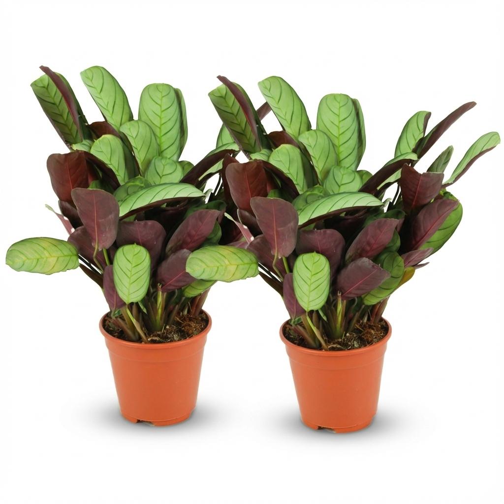 Zwei Everspring Ctenanthe Amagris Pflanzen in Töpfen, Durchmesser 14 cm, Höhe 25-35 cm, grüne Blätter, Zimmerpflanzen.