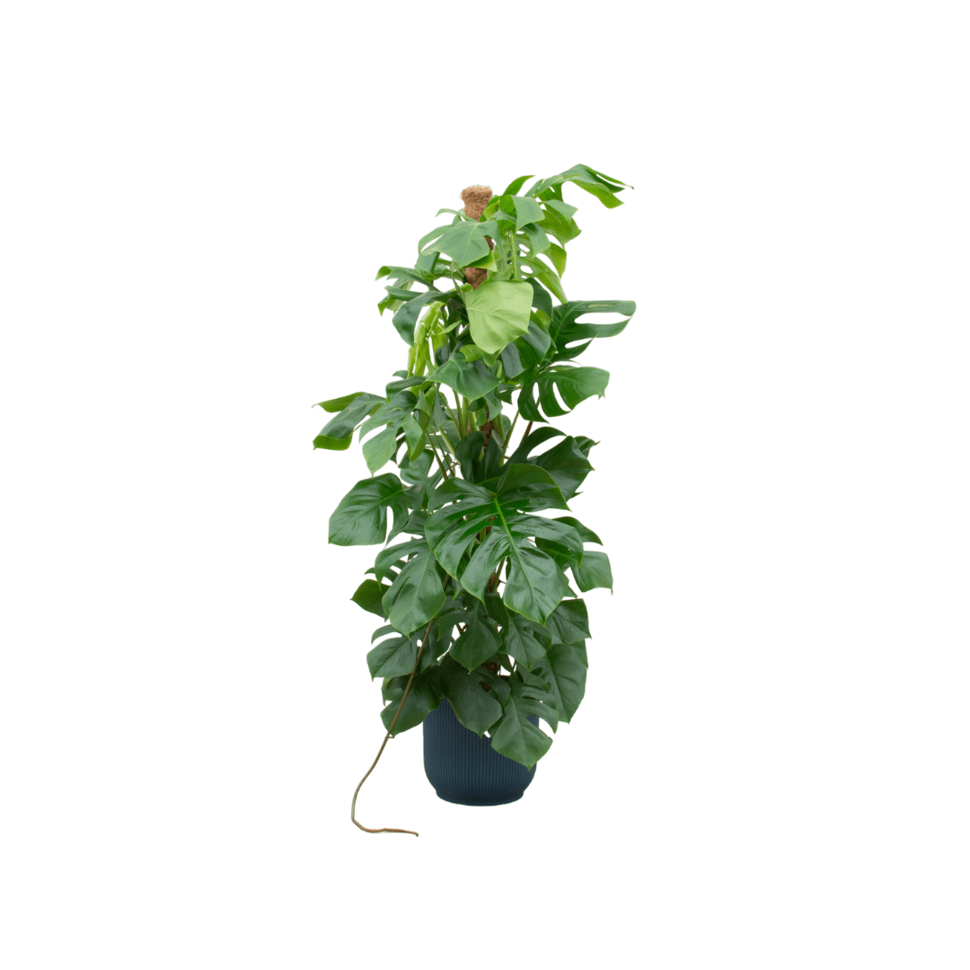 Monstera kaufen – Monstera Pertusum XL im Topf, ca. 120 cm - Wurzelwerk Design