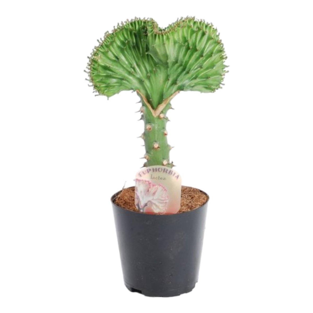 Euphorbia lactea Cristata grün - 30 cm - Ø 10,5 cm - Wurzelwerk Design