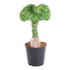 Euphorbia lactea Cristata grün - 30 cm - Ø 10,5 cm - Wurzelwerk Design