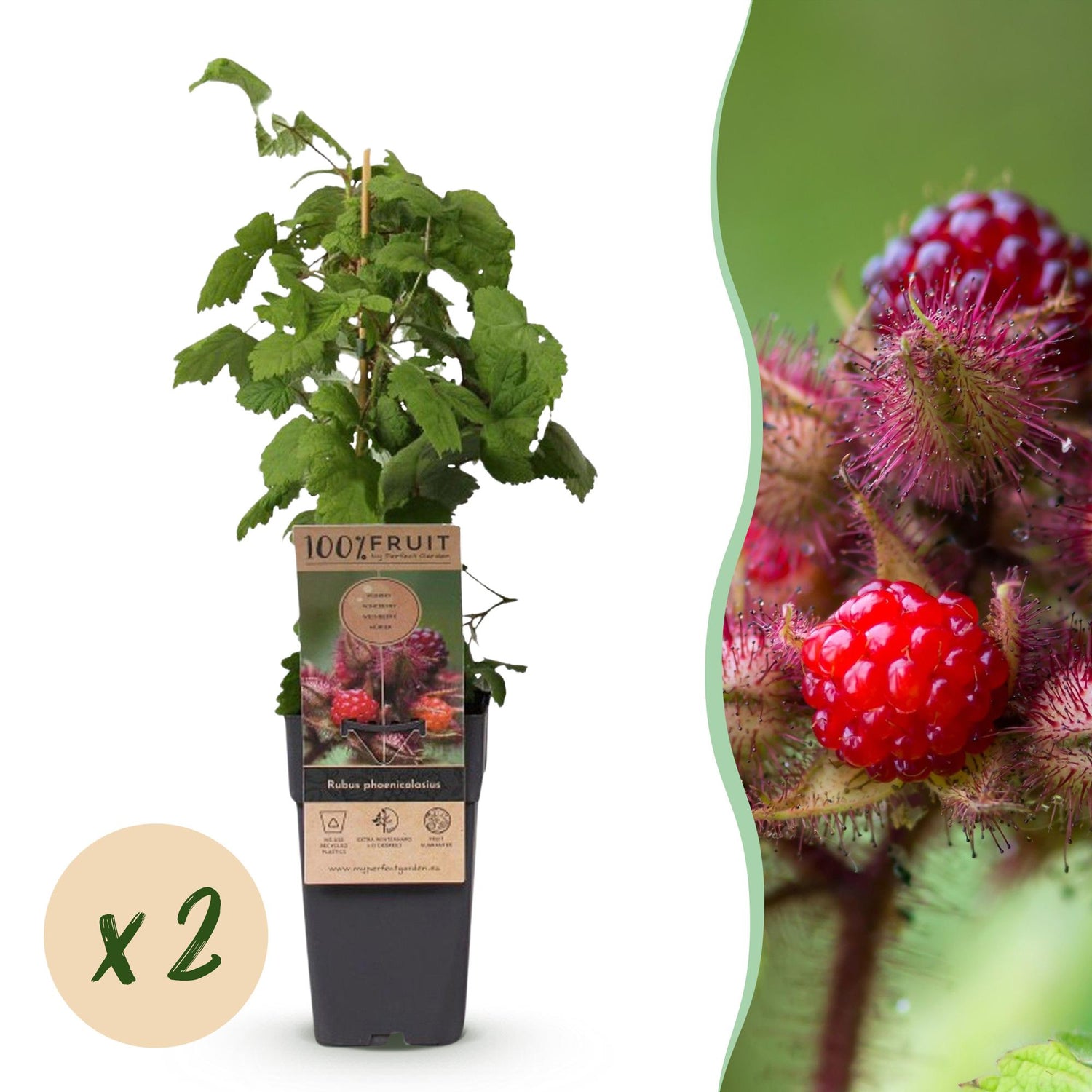 Zwei Everspring Rubus phoenicolasius Japanische Weinbeeren im 15 cm Topf, junge Pflanzen mit grünen Blättern und Trauben.