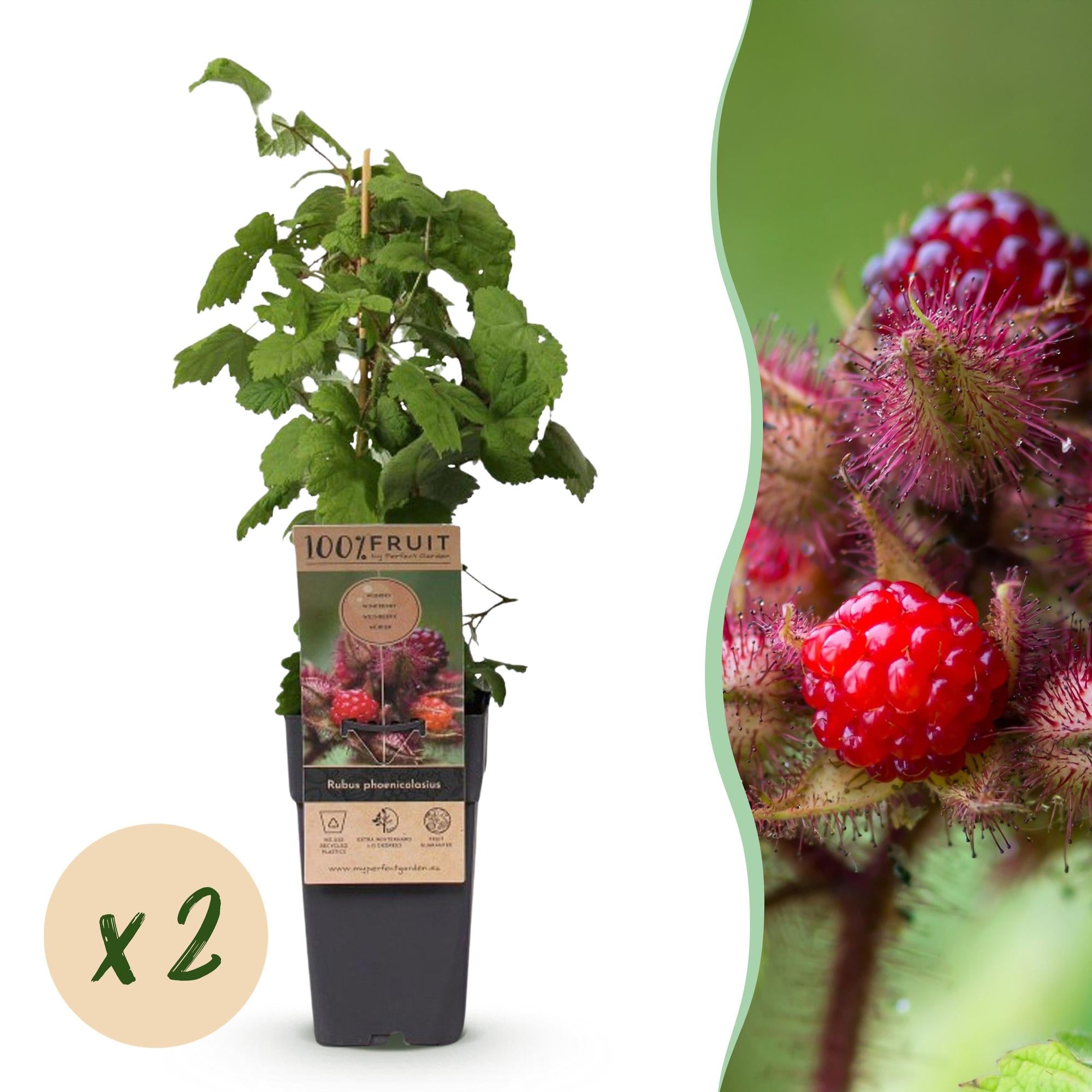 Zwei Everspring Rubus phoenicolasius Japanische Weinbeeren im 15 cm Topf, junge Pflanzen mit grünen Blättern und Trauben.