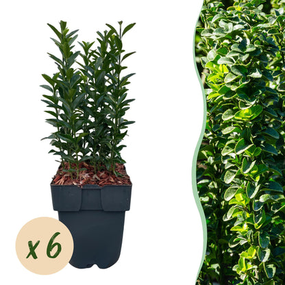 Spindelstrauch Green Spire – Euonymus japonicus online kaufen | 6 Pflanzen für 1 m Hecke, immergrün &amp; schmal – Wurzelwerk Design