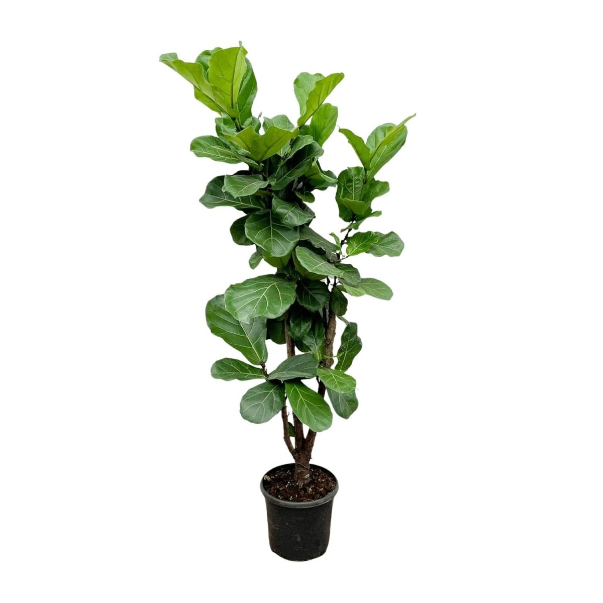 Ficus Lyrata kaufen – Geigenfeige 80–270 cm | auf Stamm - Wurzelwerk Design