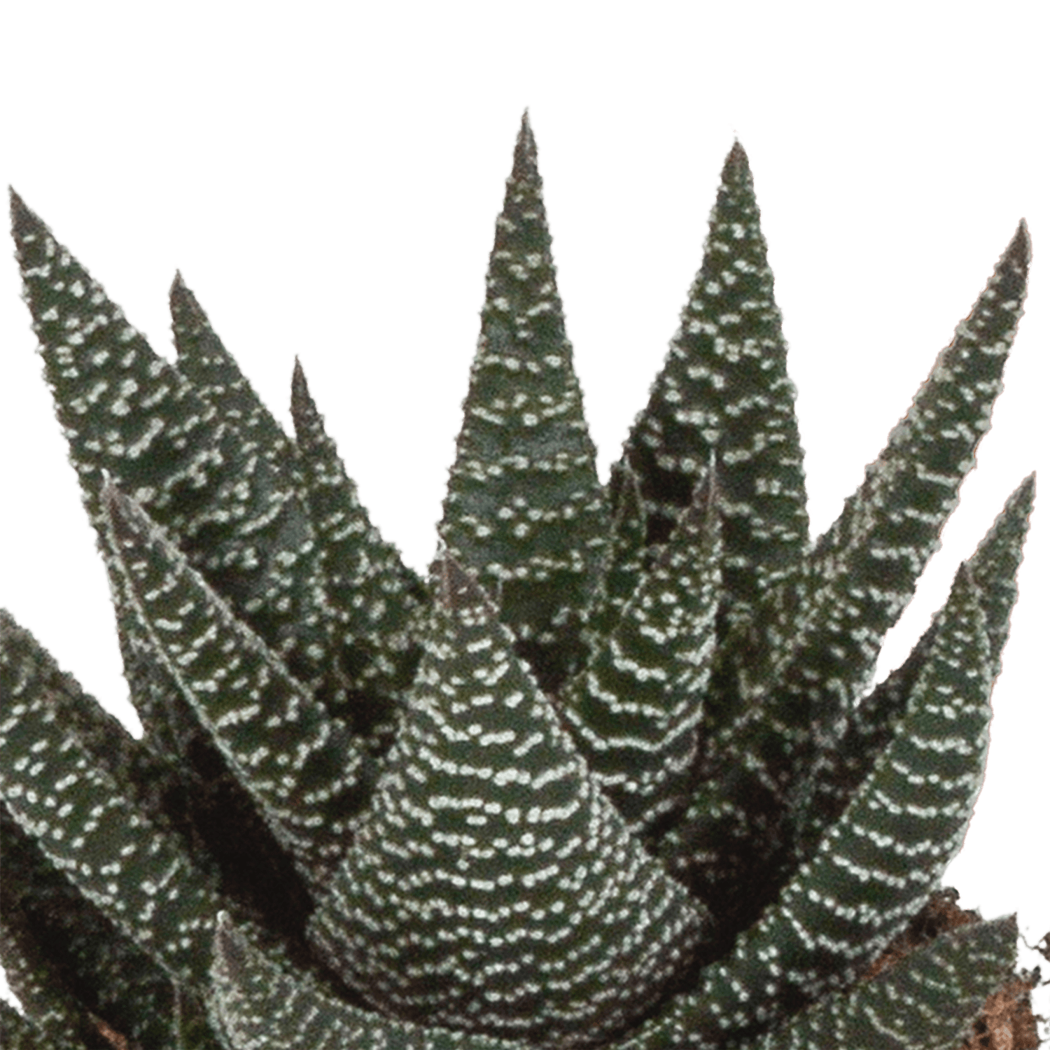Drei Everspring Gasteria und Haworthia Pflanzen in weißen Töpfen, Durchmesser 8,5 cm, auf einem weißen Hintergrund.