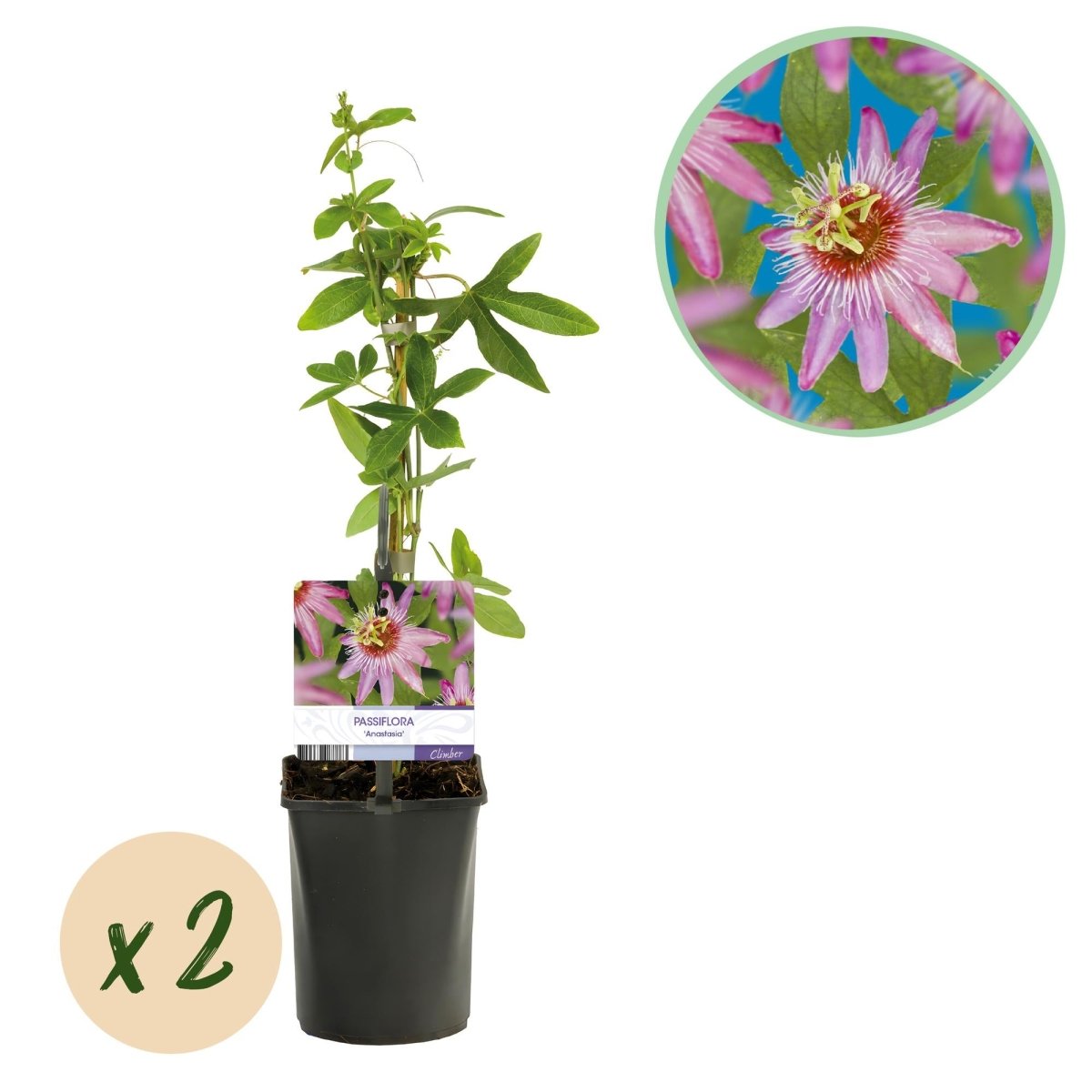 Passiflora &