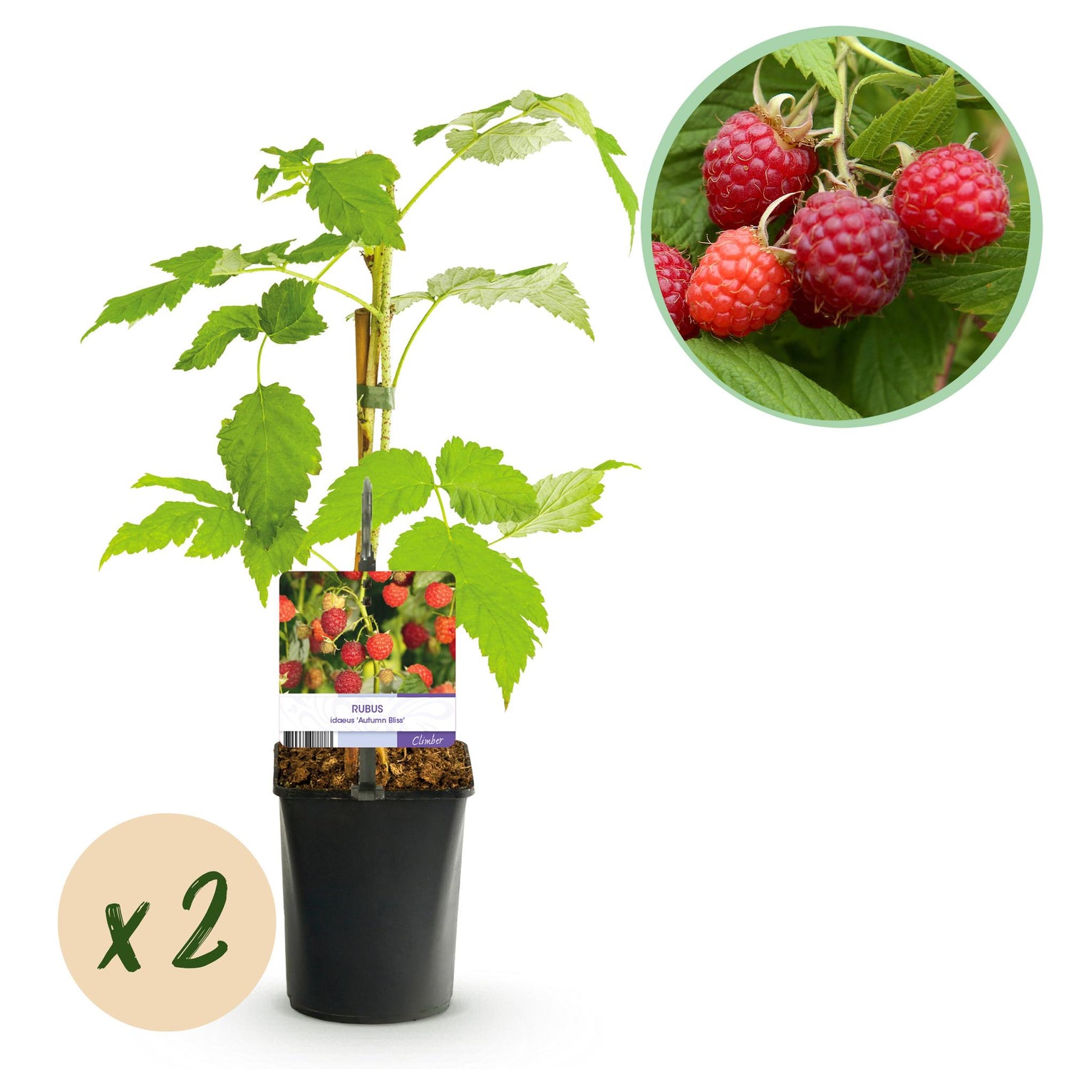 Himbeere - Rubus idaeus Autumn Bliss - Rote Himbeere - 2 Pflanzen - Topf 11cm Höhe 40cm