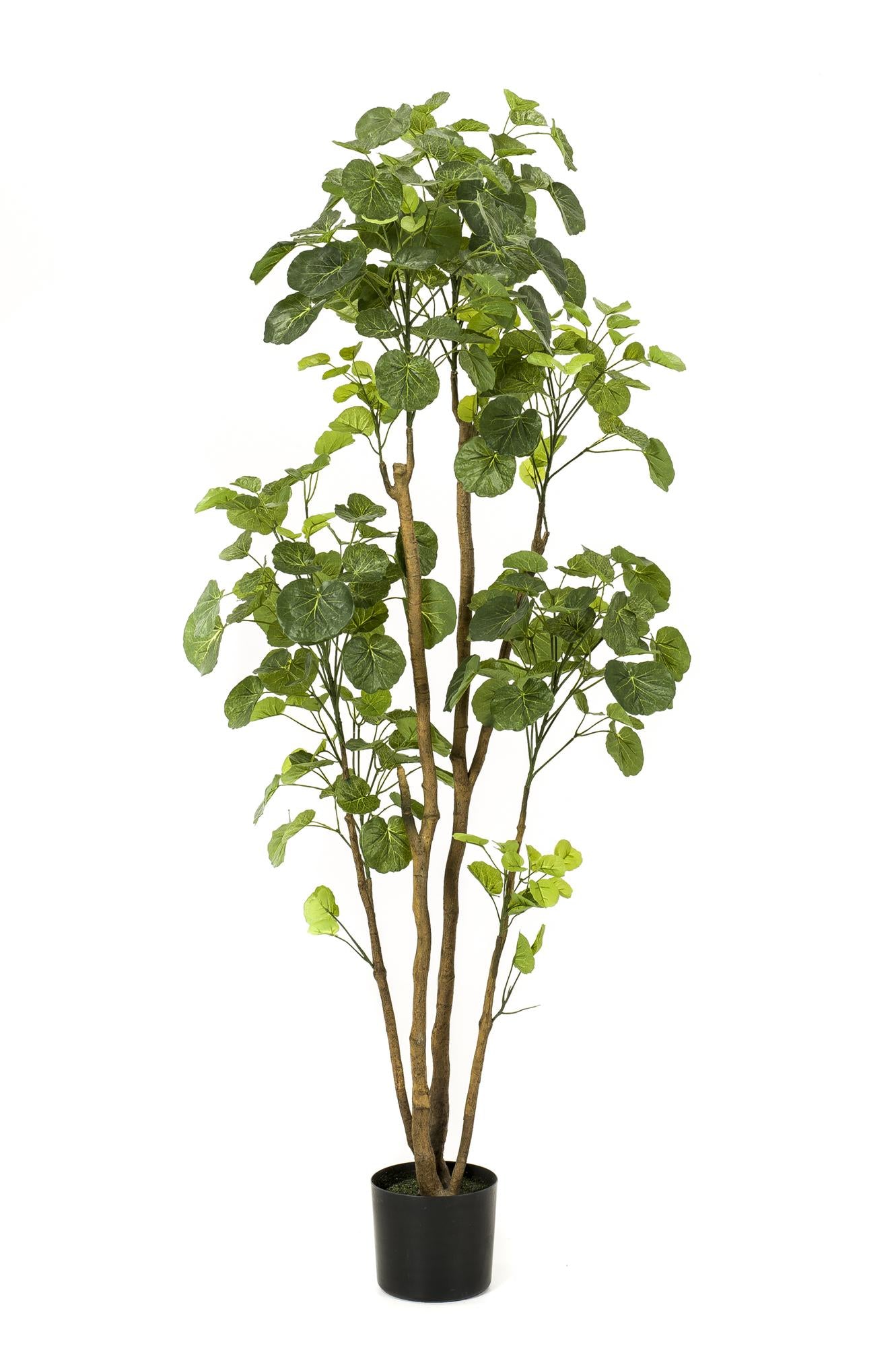 Everspring Kunstpflanze Polyscias Aralia, 150 cm hohe künstliche Pflanze mit grünen Blättern, ideal für Innendekoration.