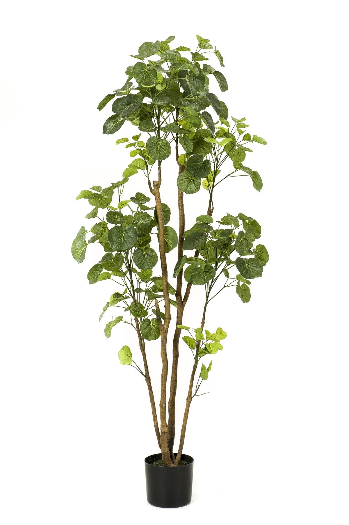 Everspring Kunstpflanze Polyscias Aralia, 150 cm hohe künstliche Pflanze mit grünen Blättern, ideal für Innendekoration.