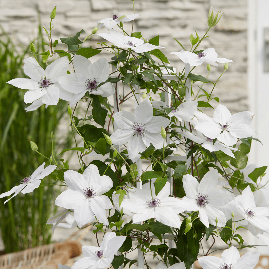 Clematis Garland Tsukiko kaufen | Kletterpflanze – Topf Ø 23 cm - Wurzelwerk Design