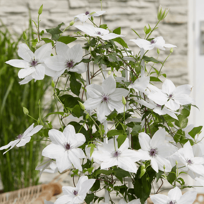 Clematis Garland Tsukiko kaufen | Kletterpflanze – Topf Ø 23 cm - Wurzelwerk Design