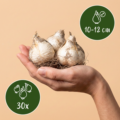 Zierlauch-Mischung Violett-Weiß – Allium online kaufen | 30 bis 320 Blumenzwiebeln, Bienenmagnet – Wurzelwerk Design