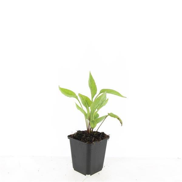 24x Echinacea p. ‘White Swan’ - Höhe 10 - 25 cm - Ø 9 cm - Wurzelwerk Design