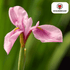 Iris Pink Panther – 25 Stück | Rosa Bartiris für elegante Gärten - Wurzelwerk Design