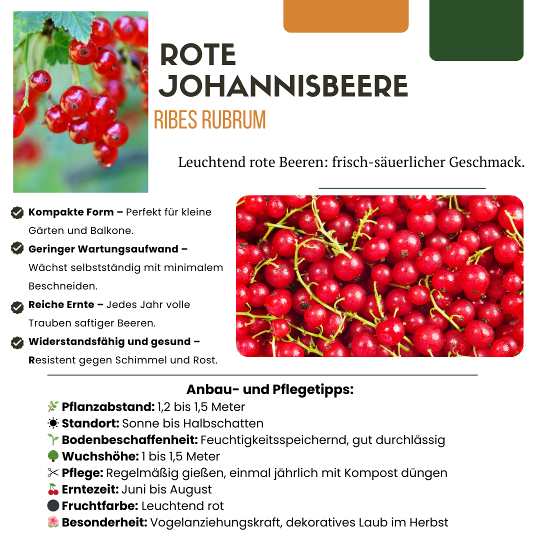 3 x Bio-Joahnnesbeerstrauch – Ø 13 cm – ↨ 20 cm – Gartenpflanze im Topf, ideal für Beet, Balkon oder Terrasse