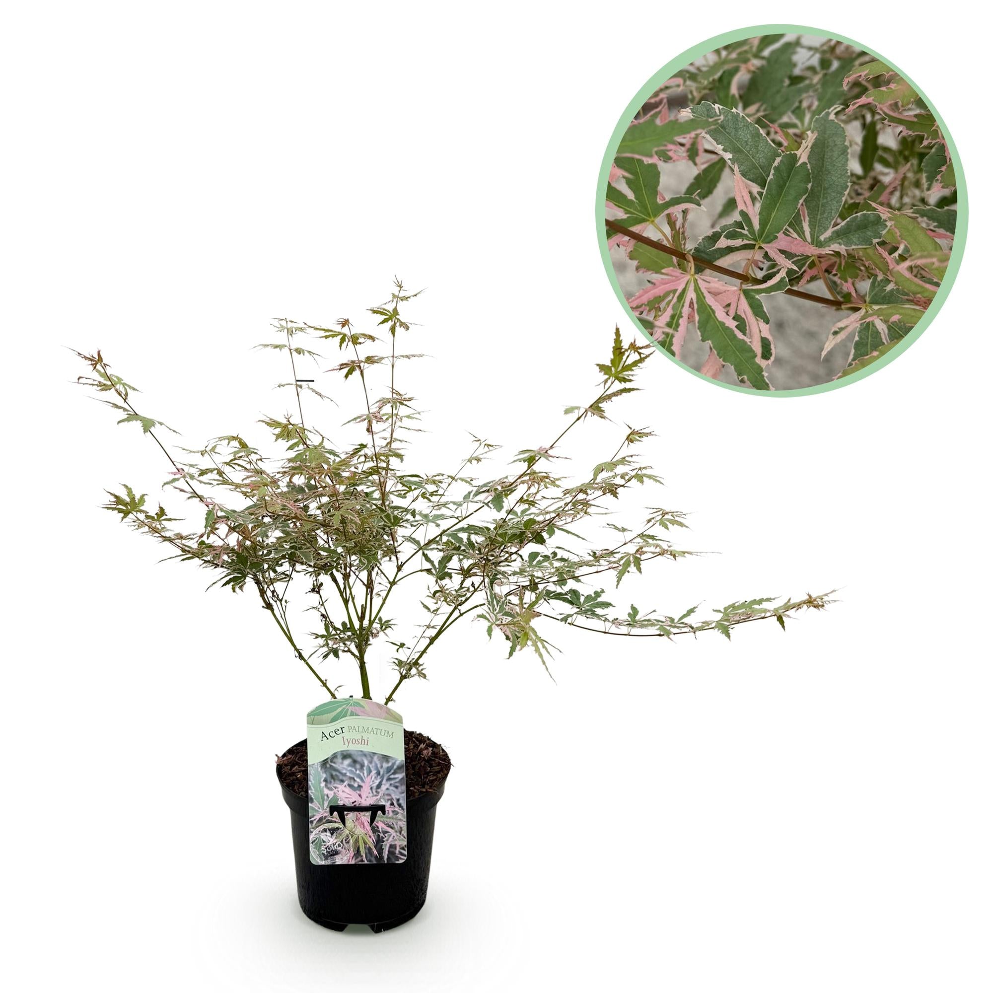Japanischer Ahorn Acer palmatum Iyoshi mit rosa Laub, topf 19cm, Höhe 70cm, laubabwerfend, Everspring Pflanze