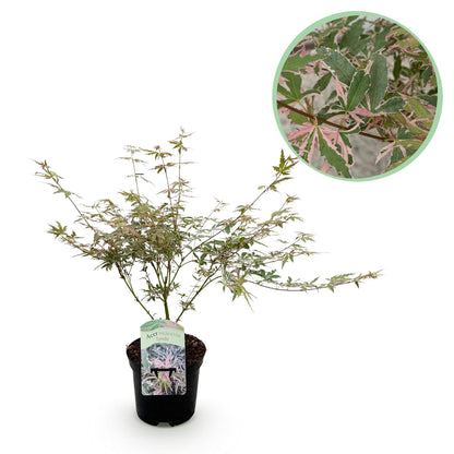 Japanischer Ahorn Acer palmatum Iyoshi mit rosa Laub, topf 19cm, Höhe 70cm, laubabwerfend, Everspring Pflanze
