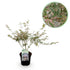 Japanischer Ahorn Acer palmatum Iyoshi mit rosa Laub, topf 19cm, Höhe 70cm, laubabwerfend, Everspring Pflanze