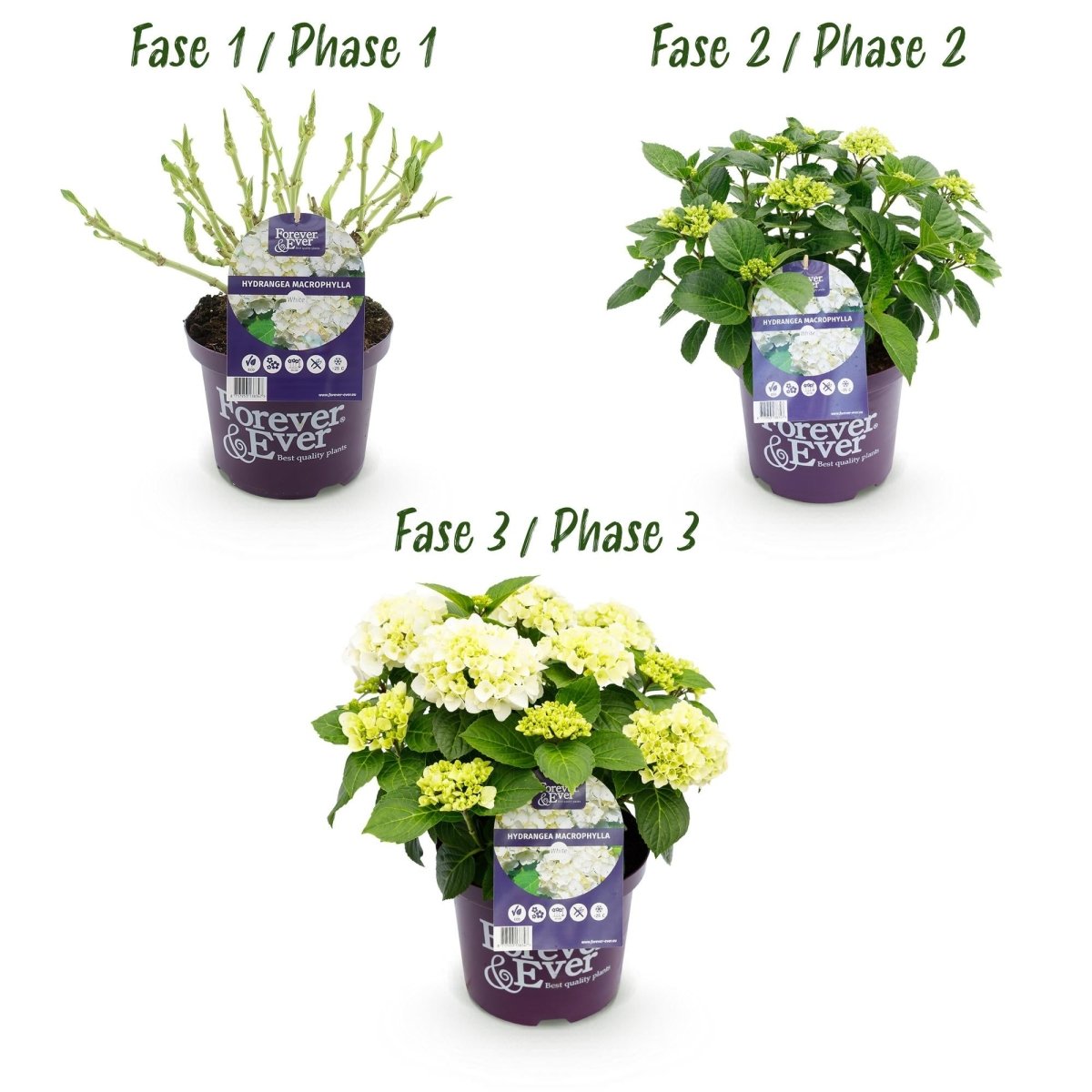 Balkon - Hortensie Forever &amp; Ever Weiß – 2 Pflanzen – 7–12 Blüten – Ø23 cm Topf – Höhe ca. 55 cm - Wurzelwerk Design