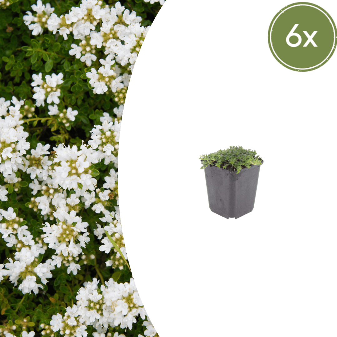 Sechs Thymus praecox &